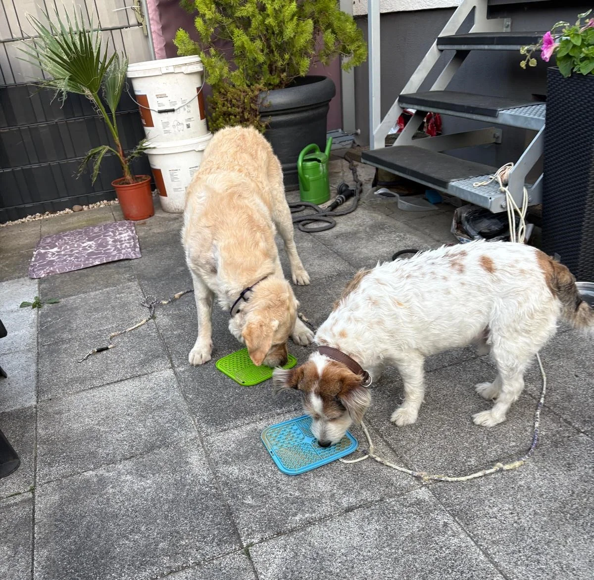 Hundetraining Hundebetreuung Hundebetreuungsdienste Hundetrainingsmethoden Hundeverhalten Hundeerziehung Hundetrainer Thomas Max Hundeschule Rheinstetten Leinenlächeln Hundeschule Leinenlächeln