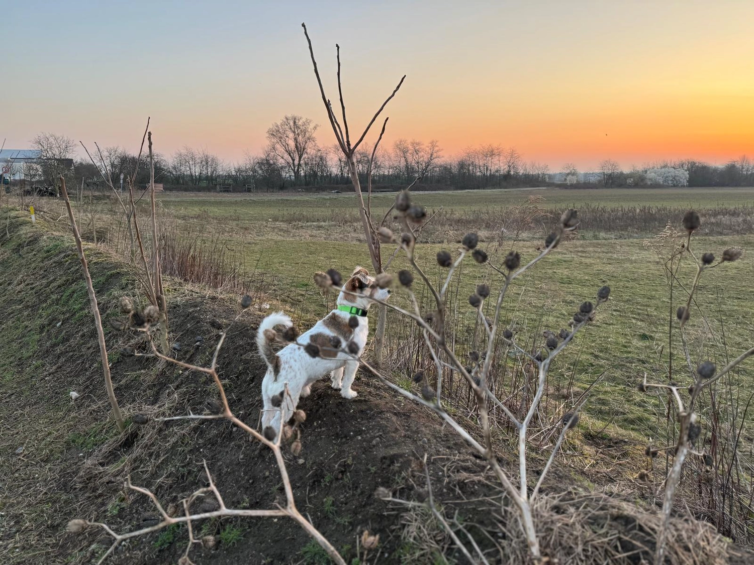 Hundetraining Hundebetreuung Hundebetreuungsdienste Hundetrainingsmethoden Hundeverhalten Hundeerziehung Hundetrainer Thomas Max Hundeschule Rheinstetten Leinenlächeln Hundeschule Leinenlächeln