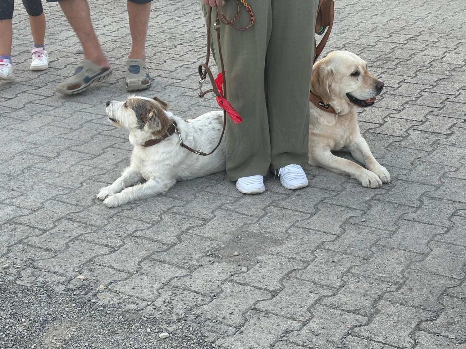 Hundetraining Hundebetreuung Hundebetreuungsdienste Hundetrainingsmethoden Hundeverhalten Hundeerziehung Hundetrainer Thomas Max Hundeschule Rheinstetten Leinenlächeln Hundeschule Leinenlächeln