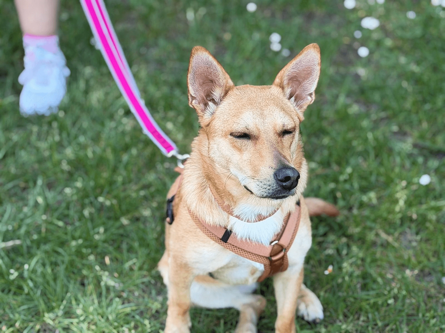 Hundetraining Hundebetreuung Hundebetreuungsdienste Hundetrainingsmethoden Hundeverhalten Hundeerziehung Hundetrainer Thomas Max Hundeschule Rheinstetten Leinenlächeln Hundeschule Leinenlächeln