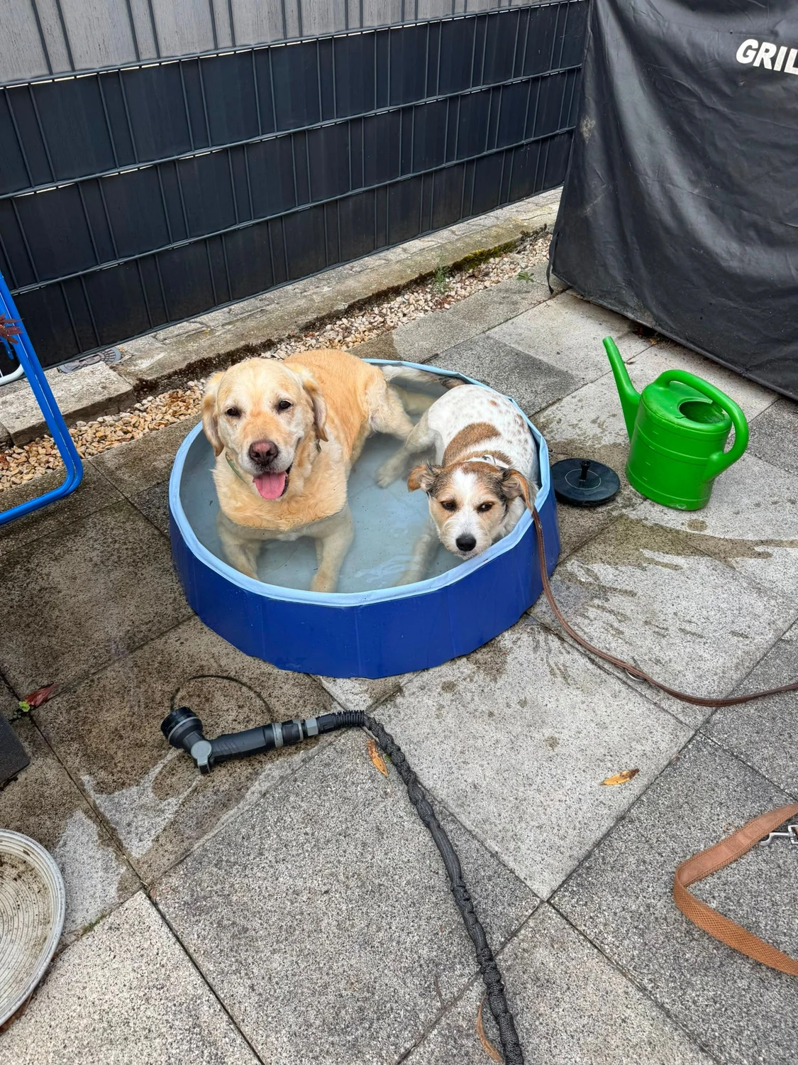 Hundetraining Hundebetreuung Hundebetreuungsdienste Hundetrainingsmethoden Hundeverhalten Hundeerziehung Hundetrainer Thomas Max Hundeschule Rheinstetten Leinenlächeln Hundeschule Leinenlächeln
